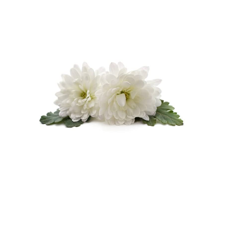 Fresh Chrysanthemum/Shevanti Flower White, 100 g