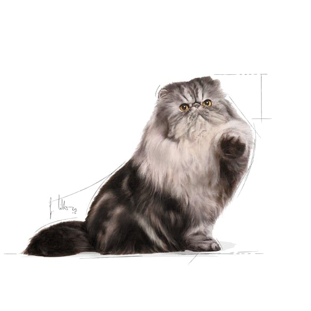 Royal Canin Persian Adult Food, Dry Food, Supports Healthy Growth & Long Hair, Digestive Health, and Reduction in Hairball Formation, 2 Kg
