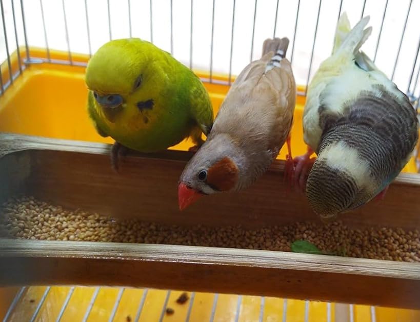 BOLTZ All Life Stages Bird Food for Budgies - Mix Seeds, Medium, 1200 g