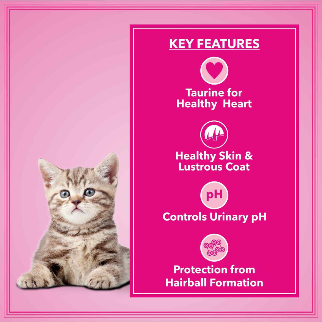 Let's Bite Active Kitten Dry Cat Food, 400 gm (Buy 1 Get 1 Free), Total 800 g Pack