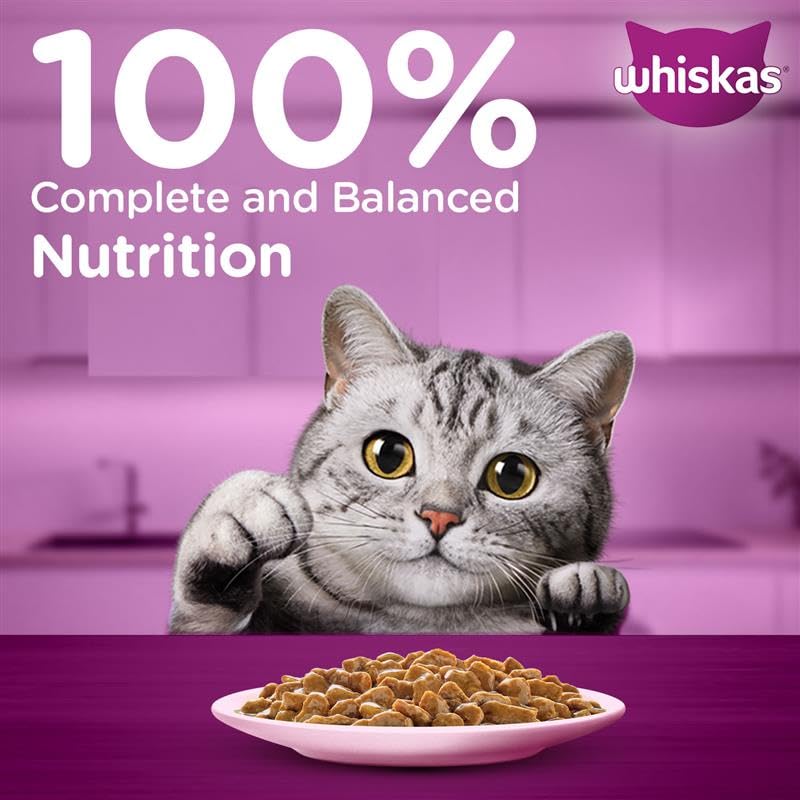 Whiskas Adult (1+ Years) Wet Cat Food, Salmon in Gravy, 80 g (Pack of 14), Hydrating Food Made With Real Fish, 100% Complete & Balanced Nutrition for Adult Cats