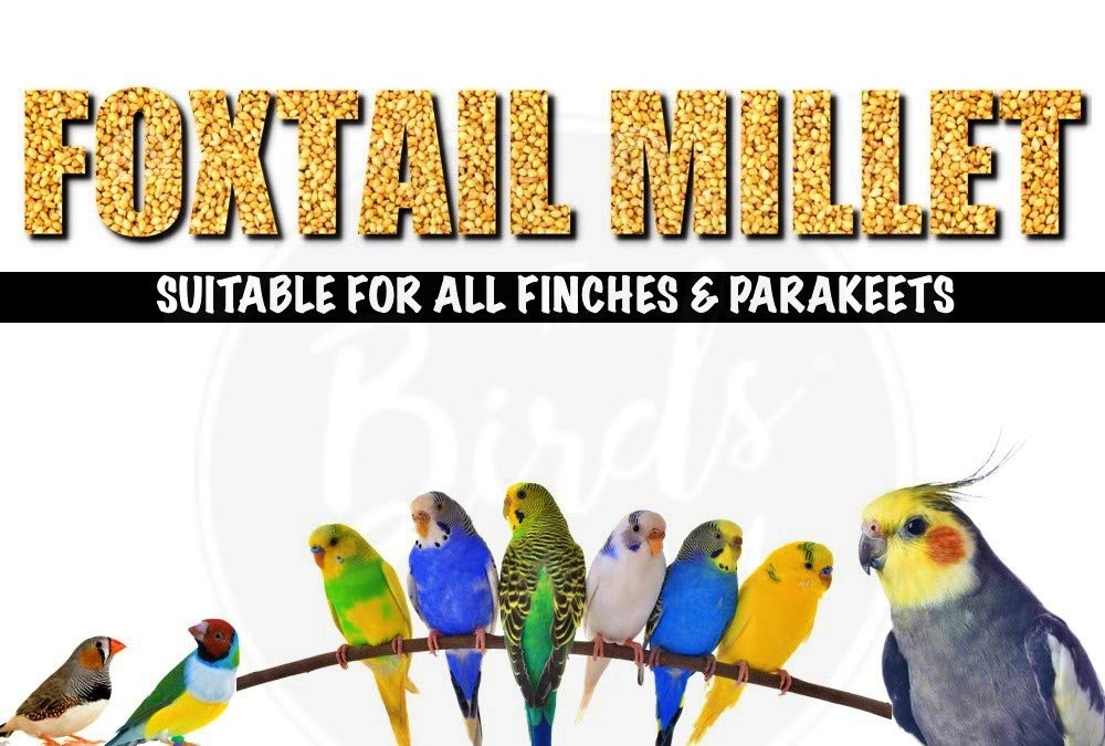 The Birds Company Foxtail Millet (Kangni), Bird Food for All Life Stages Canary, Finches, Waxbills, Budgies, Lovebirds, Cockatiels, Parrots & Parakeets, 450 g