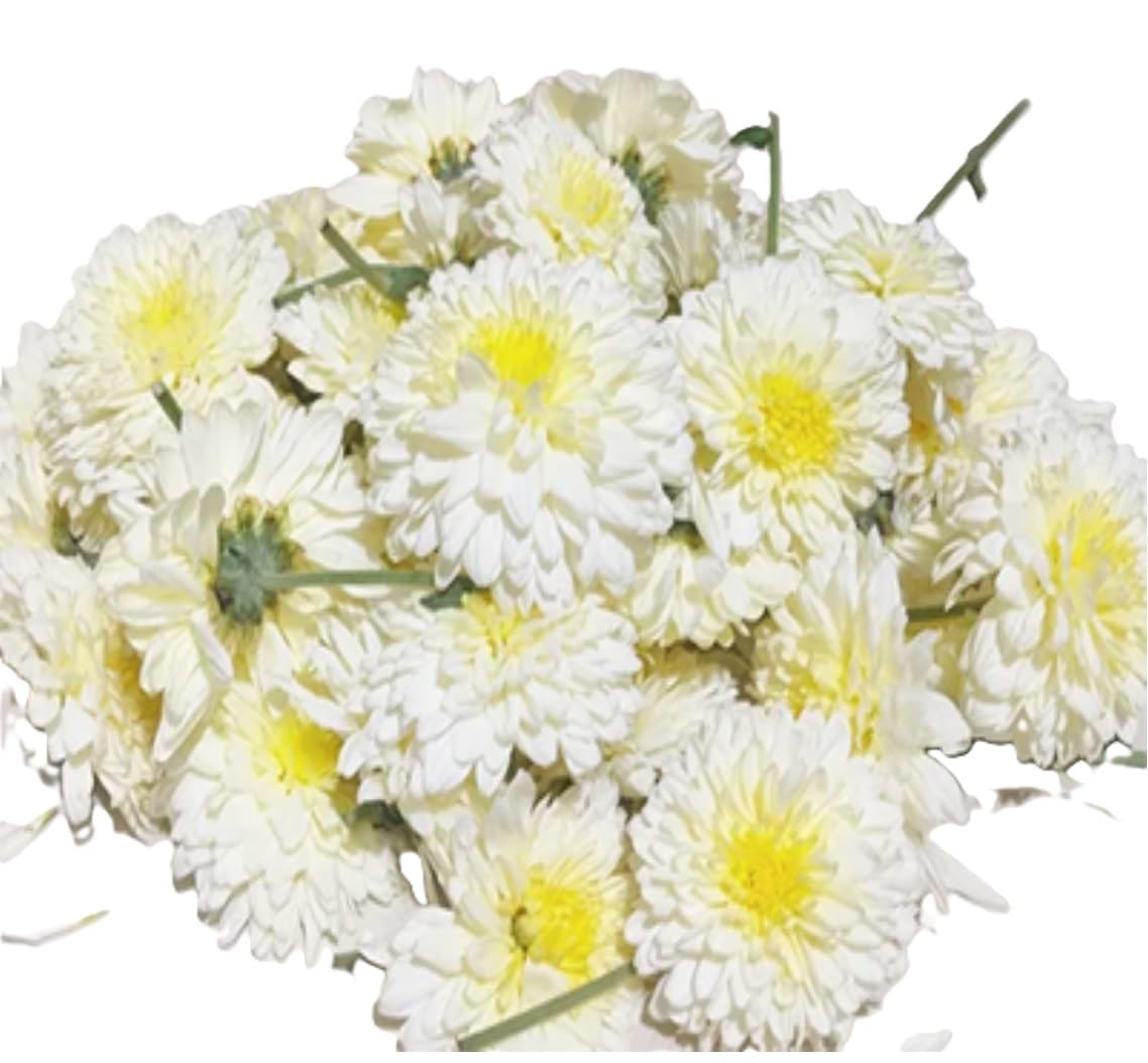 Fresh Chrysanthemum/Shevanti Flower White, 100 g