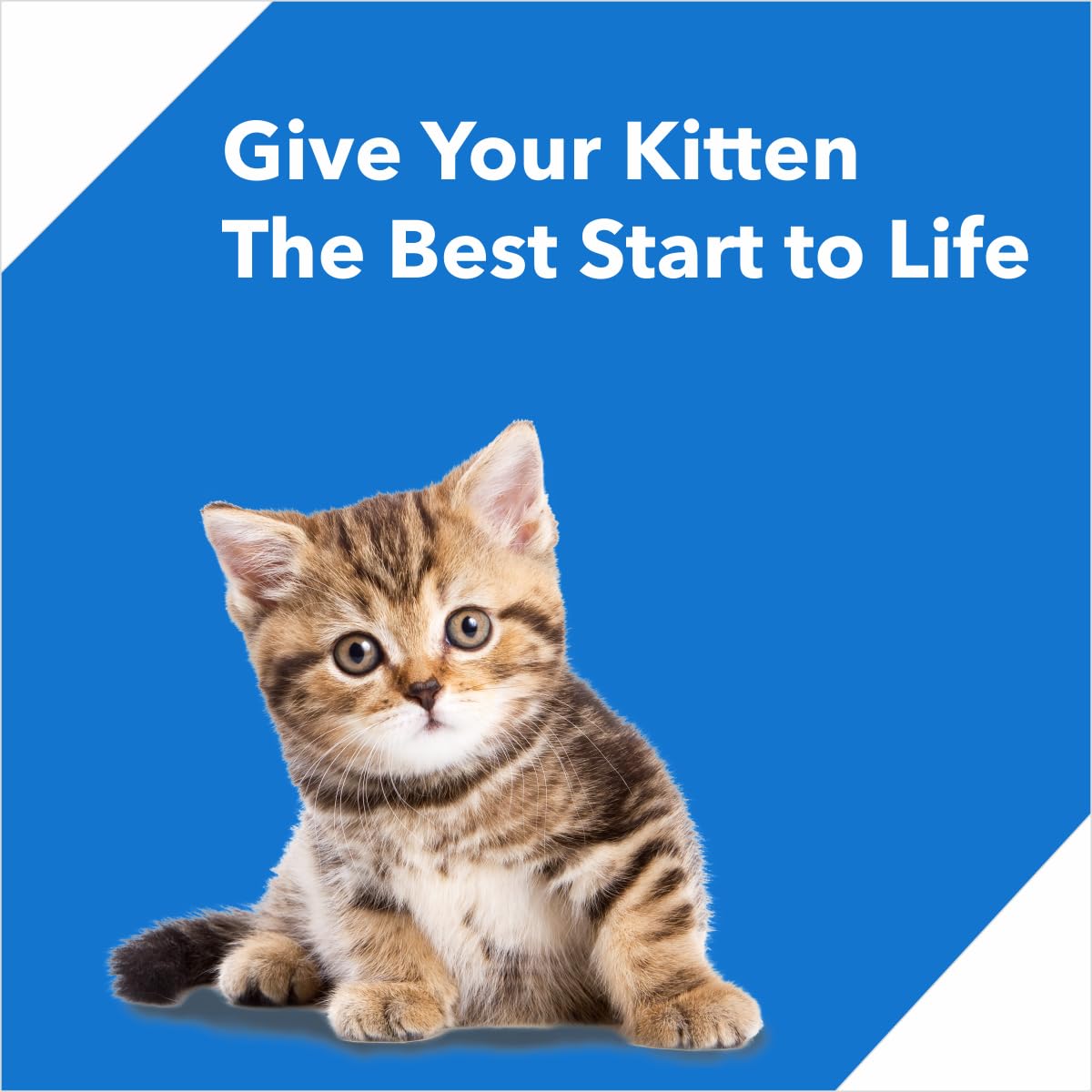 Drools Kitten Dry Cat Food 4kg Pack (3kg + 1kg food Free Inside) | Ocean Fish Flavour | Promotes Optimum Growth | Better Digestibility | Controls Urinary Ph | Healthy Skin and Lustrous Coat