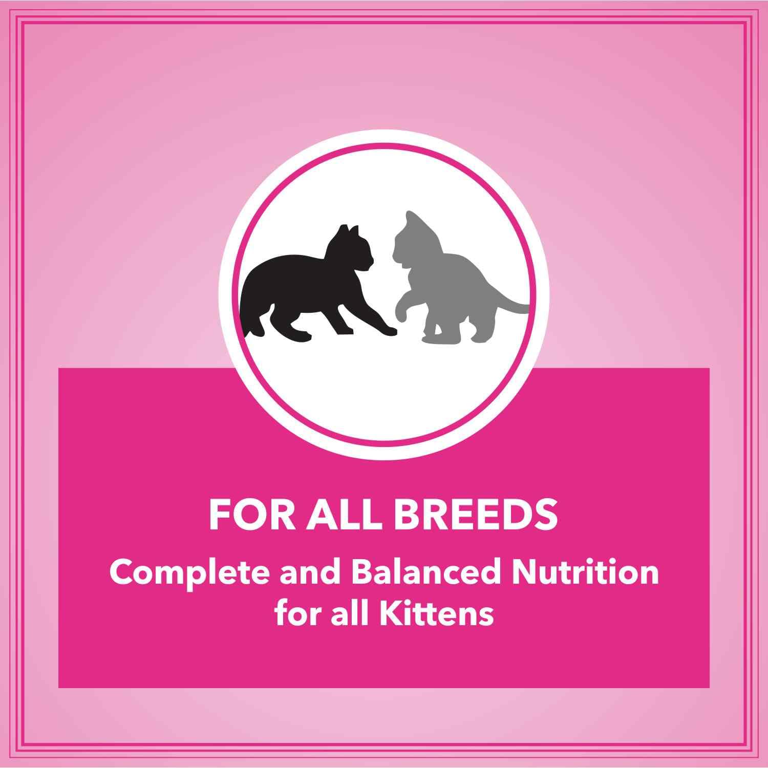 Let's Bite Active Kitten Dry Cat Food, 400 gm (Buy 1 Get 1 Free), Total 800 g Pack