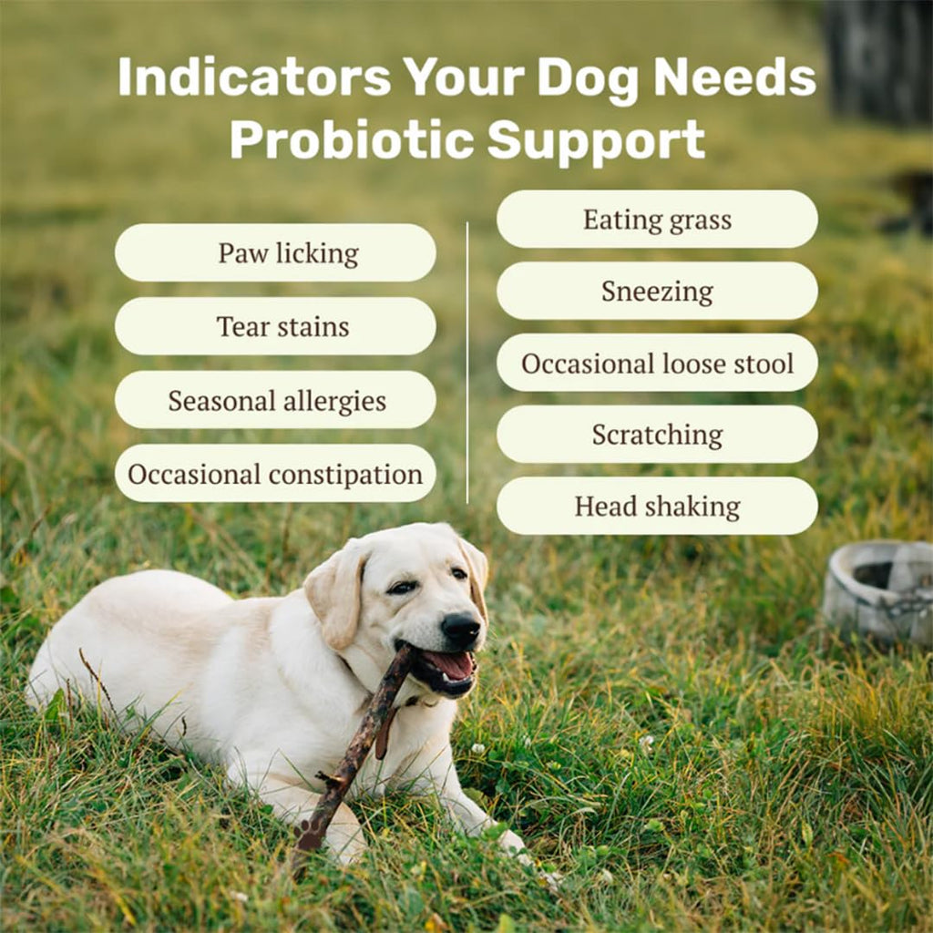 Absolut Pet Dog Supplement for Gut Health, Probiotics for Dogs That Reduces Scratching & Paw-Licking (30 Chews)