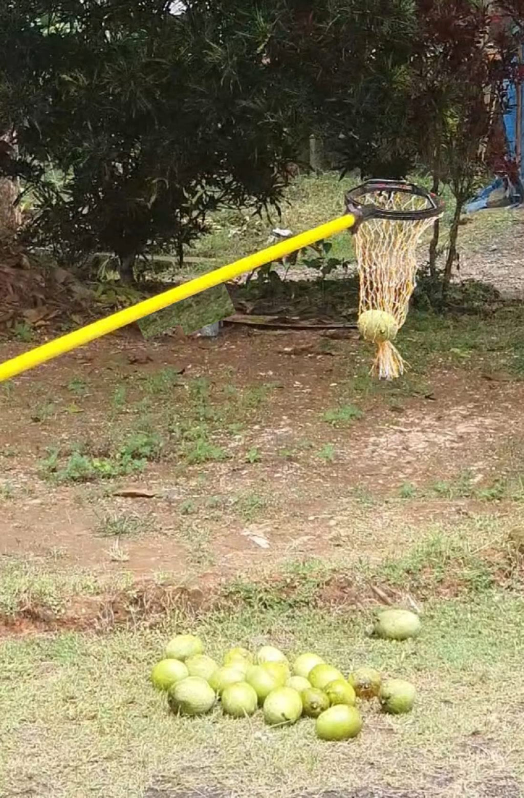FESTEL Skytuch Shock Proof Multipurpose 8-to-24 Foot Extendable Telescopic Pole with (2 Attachments) Coconut Plucker, Mango Fruit Picker