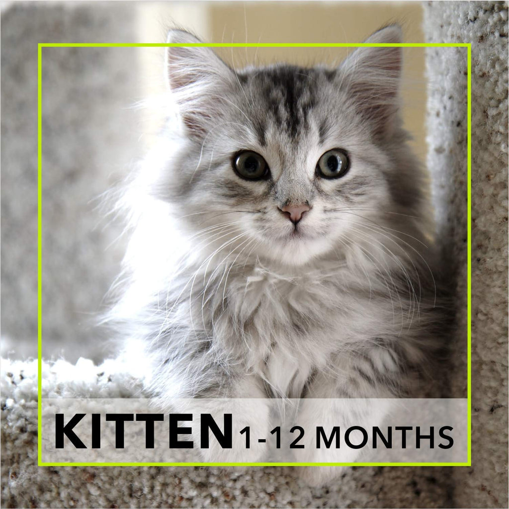 Meat Up Kitten Dry Cat Food (Up to 12 Months) 1.2kg + 1.2kg (Total 2.4kg Pack) | Ocean Fish Flavour | Complete Nutrition | Taurine for Heart