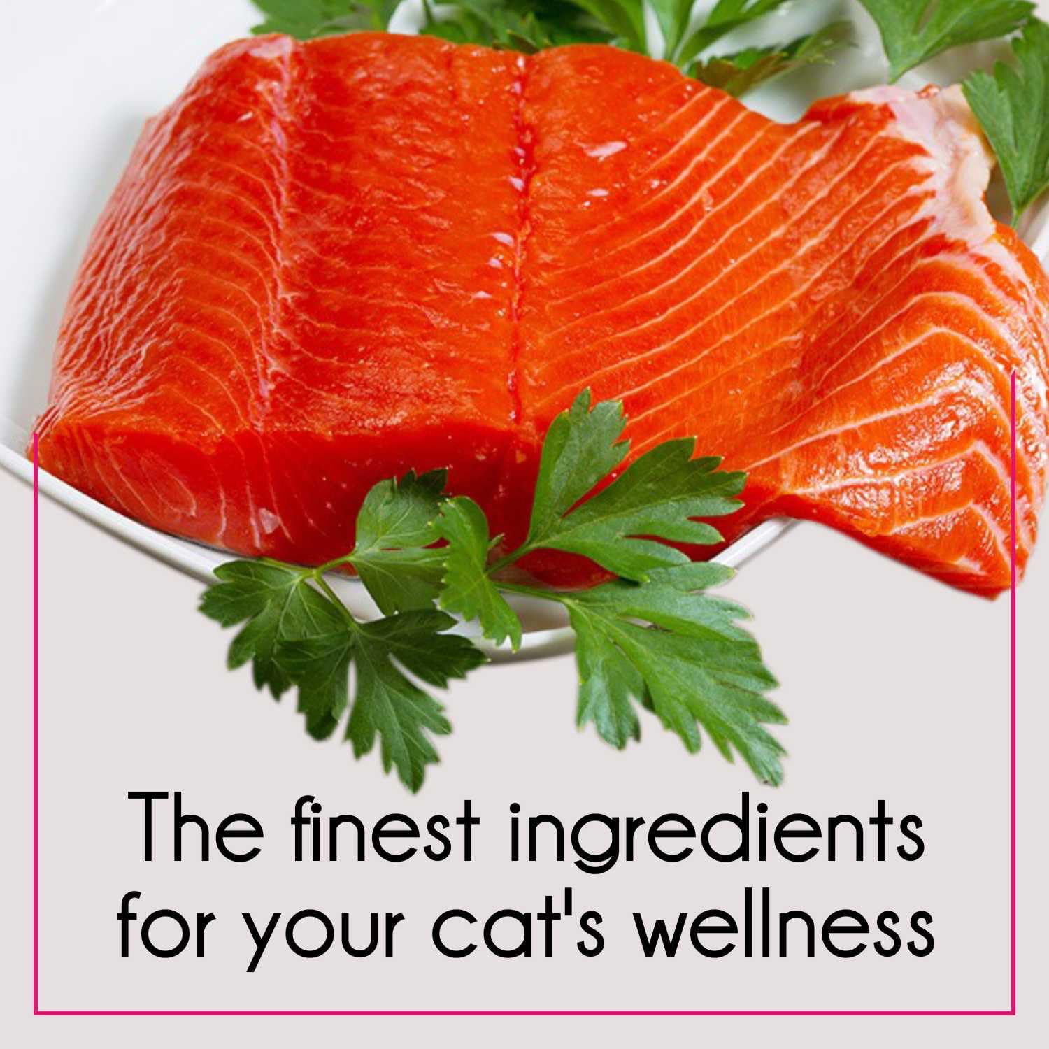 Purepet Adult Dry Cat Food 1kg | Tuna & Salmon Flavour | Hairball Protection | Heart Care with Taurine | Skin Health
