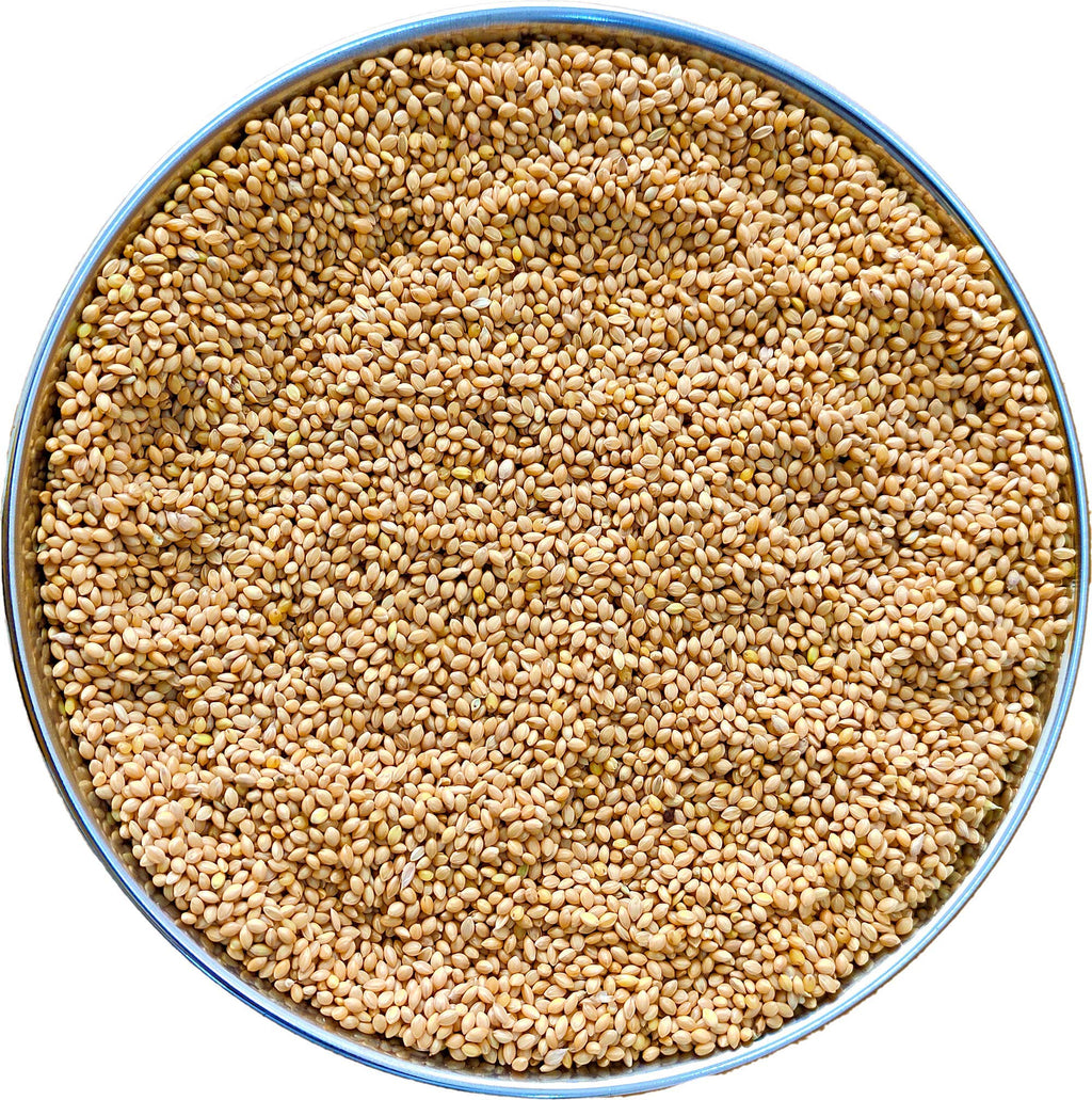 The Birds Company Foxtail Millet (Kangni), Bird Food for All Life Stages Canary, Finches, Waxbills, Budgies, Lovebirds, Cockatiels, Parrots & Parakeets, 450 g