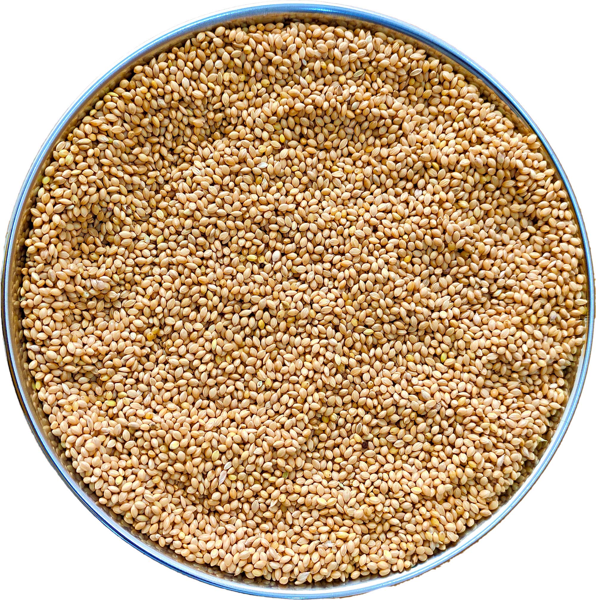 The Birds Company Foxtail Millet (Kangni), Bird Food for All Life Stages Canary, Finches, Waxbills, Budgies, Lovebirds, Cockatiels, Parrots & Parakeets, 450 g